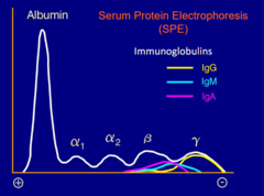 <p>the concentration of different immunoglobulins</p><p>i.e. if there is monoclonal or polyclonal gammopathy. </p><p>*the albumin is highly concentrated near the left or + side because it is a tiny molecule. smaller molecules travel fastest in gel electrophoresis.</p>