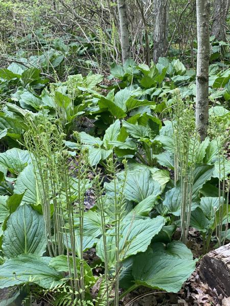 <p>A vibrant green carpet of massive, low growing leaves covering a muddy swamp or seepage slope.</p>