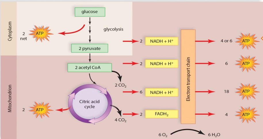 <p>Reaction occurs <strong>twice per 1 glucose molecule</strong></p><p>Inputs:</p><ol><li><p>10 NADH + H<sup>+</sup></p></li><li><p>2 FADH<sub>2</sub></p></li><li><p>6 O<sub>2</sub></p></li></ol><p></p><p>Outputs:</p><ol><li><p>32 - 34 ATP</p></li><li><p>6 H<sub>2</sub>O</p></li></ol><p></p><p></p><p>Location: Cristae of the Mitochondria</p>