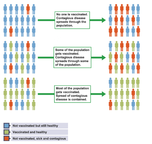 <p>How does herd immunity work?</p>