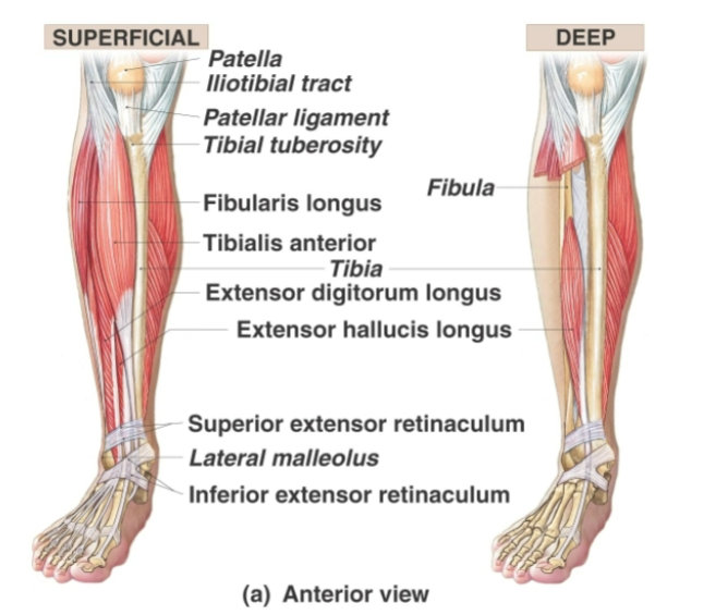 <p>Tibialis anterior</p>