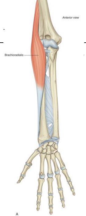 <p><strong>Posterior Forearm Muscle-</strong> Brachioradialis</p>