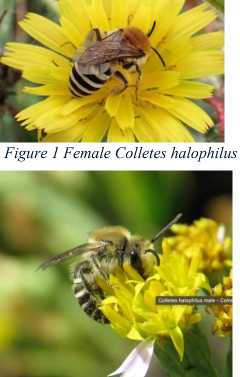 <p>Medium bee 12mm, thorax covered in red/brown hairs, black abdomen with pale yellow bands</p>