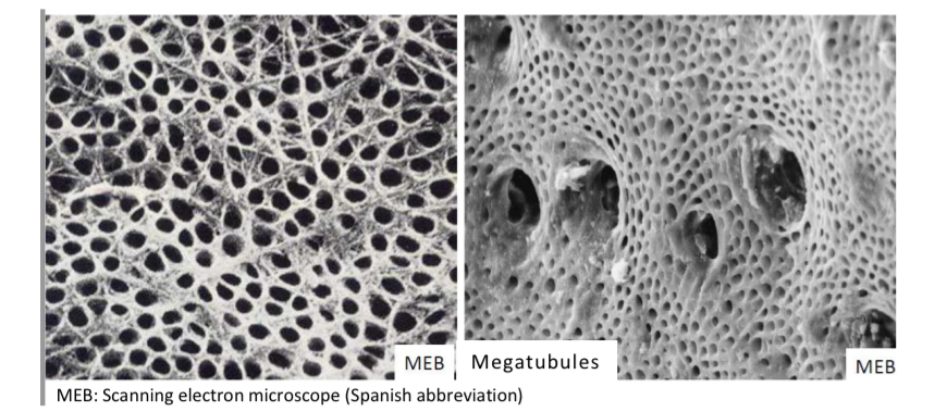 <p>Much larger in diameter</p><p>(You dont have trypophobia do you????)</p>