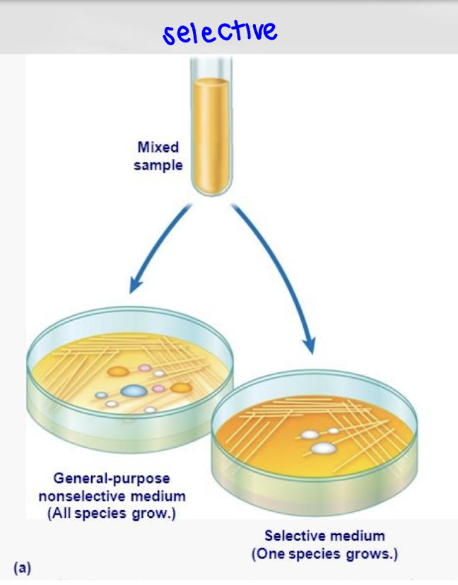 <p>Selective media allow certain organisms to grow while inhibiting others through factors like antibiotics, salts, or dyes.</p>