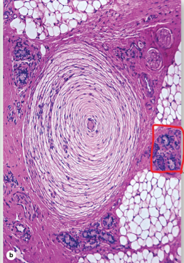 <p>What is this? Where is it found? What is circled?</p>
