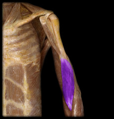 <p>Identify the structure</p>