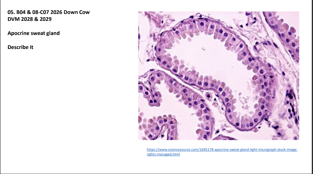 <p>Apocrine sweat gland</p><p>Describe it</p>