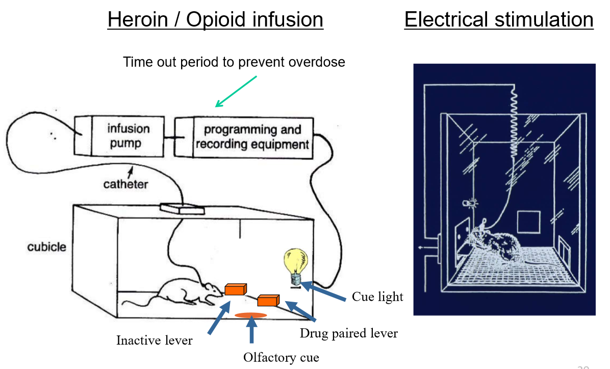 <p> </p><ul><li><p><span>Put an electrode into the reward centres of an animal's brain --> keeps stimulating until the animal dies</span></p><ul><li><p><span>Dopamine is so strong that it overpowers everything, even pain</span></p></li></ul></li><li><p>Animal models presented w/ buttons for drugs or food --> continuously pressed level for drugs & ignored food until they died</p></li></ul><p></p>