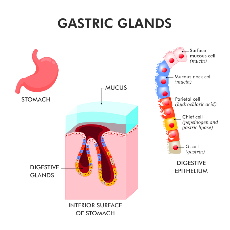 <p>Stomach: store food, mixes food mechanically, secrete gastric juices which help break down food into chyme (soft food mix with digestive juices)</p><ul><li><p>has gastric gland which makes gastric jucies</p><ul><li><p>Parietal Cells (bottom): secrete CI, cleaves (breakdown) pepsinogen from chief cells into active pepsin</p></li><li><p>Chief cells (middle): make and secrete pepsinogen (inactive form to stop body from digesting its own body protein)</p></li><li><p>Mucus cell (top): make and secrete mucus as a physical barrier from acidic gastric juices</p></li></ul></li></ul><p></p><ul><li><p>Gastric juices</p><ul><li><p>HCI — low pH 2, denatures proteins</p></li><li><p>Pepsin — formed from HCI and pepsinogen mixing, breaks down the denatured protein into smaller pieces</p></li><li><p>Secretion of HCI from the parietal cells is controlled by Gastrin and can also be stimulated by acetycholine</p></li></ul></li></ul><p></p><p>Pathway</p><ul><li><p>Stimulus: proteins/food enter stomach —> G cells secrete Gastrin —> travels through blood stream —> act on ECL cell —> releases histamine —→ travel through blood stream —> act on parietal cell —> release HCI *enteric neurons can release acetylcholine on parietal cell —> Chief cells release pepsinogen —> HCI and pepsinogen mix —> active pepsin —> HCI and pepsin break down food —> chyme</p></li></ul><p></p><p>Feedback loop</p><ul><li><p>Somatostatin-releasing cell can inhibit production of HCI</p></li><li><p>Releases somatostatin which works to inhibit G cell, ECL Cell, and parietal cell</p></li></ul><p></p>