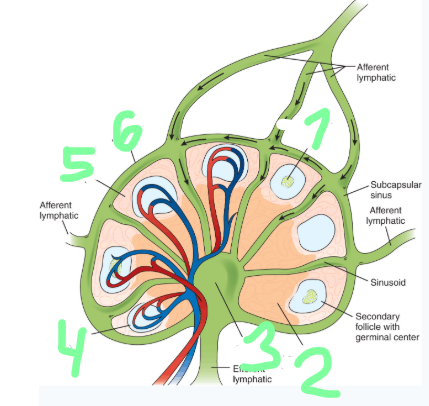 <p>label parts of the lymph node</p>
