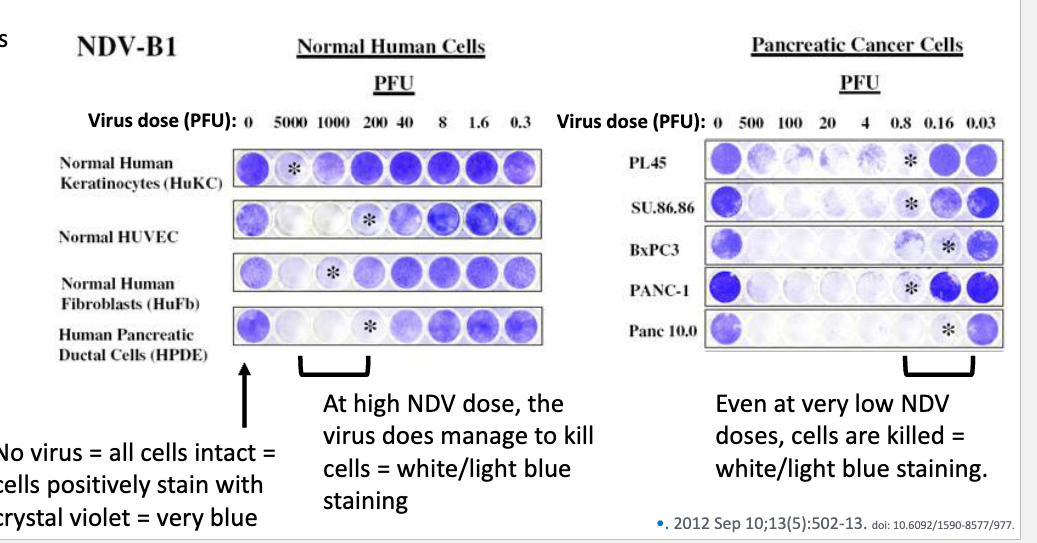 <p>Newcastle disease virus (NDV) → in humans is usually asymptomatic, possible mild symptoms → mild conjunctivitis and flu-like symptoms. In birds, have virulent and non-virulent strains</p><ul><li><p>NDV, like other paramyxoviruses, uses viral protein “V” to stop IRF3 nuclear translocation and prevent IFN production. However, this is species-specific, and can overcome IFN production in chicken cells but not human cells</p></li><li><p>in chicken cells, V necessary for virus rep bc deleting V reduces virus replication by a lot → in human cells, even with V, NDV replicates poorly, and ± V doesn’t have much impact on rep</p></li><li><p>know IFN is involved bc if flu NS1 added (known IFN inhibitor in both chickens and humans), dV rep is restored in chicken cells, and both wt and dV rep restored in human cells</p></li><li><p>NDV therefore can’t repliacte efficiently in IFN-competent normal cells, but can replicate well in IFN-deficient cancer cells</p></li></ul><p></p>