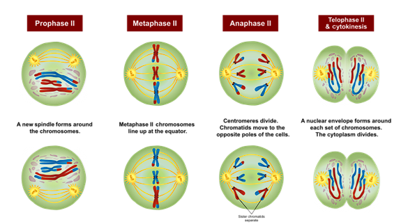 <ul><li><p>Daughter cell now has 46 chromatids, 23 chromosomes</p></li><li><p>NO further DNA replication</p></li><li><p>Meiosis II is like mitosis</p><ul><li><p>Sister chromatids divide at centromere</p></li><li><p>One chromatid into each daughter cell</p></li></ul></li><li><p>Daughter cells have 23 chromosomes, one of each homologous pair</p></li></ul><p></p>