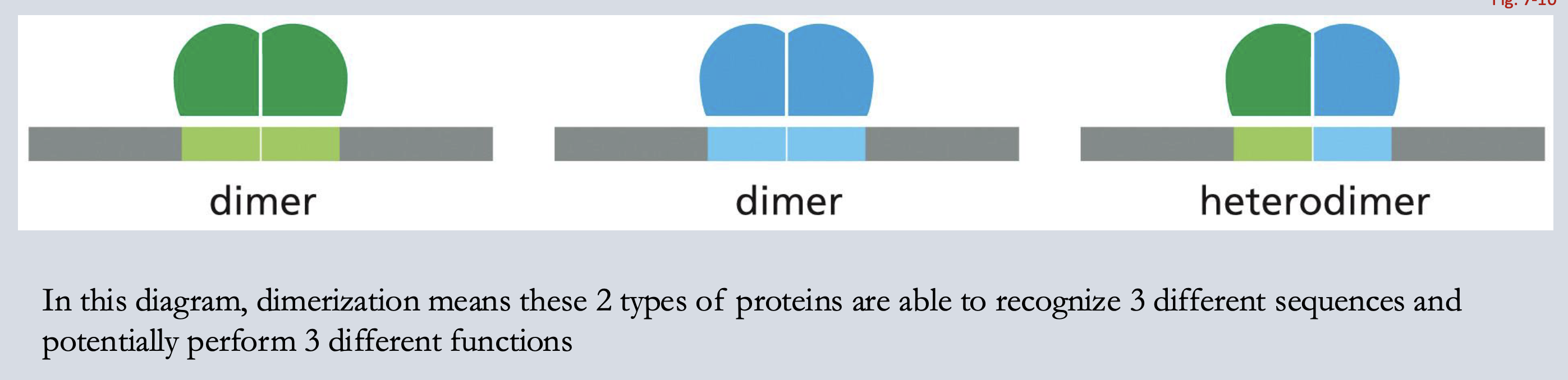 <p>Dimerization: diff combos!</p>