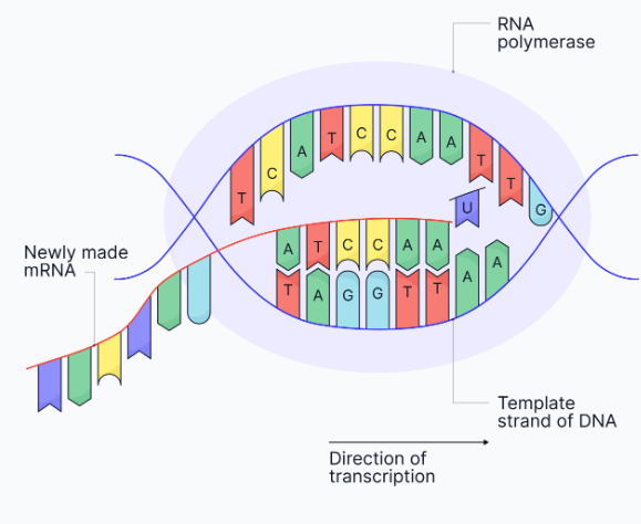 <p>-The enzyme <strong>RNA polymerase </strong>moves along the template strand, <strong>joining adjacent RNA nucleotides </strong>on the new strand<strong> </strong>via <strong>phosphodiester bonds</strong>, forming <strong>pre-mRNA</strong> (in eukaryotes) or mRNA (in prokaryotes).</p><p>-The formation of phosphodiester bonds is an example of a <strong>condensation </strong>reaction and requires <strong>ATP</strong></p><p></p>
