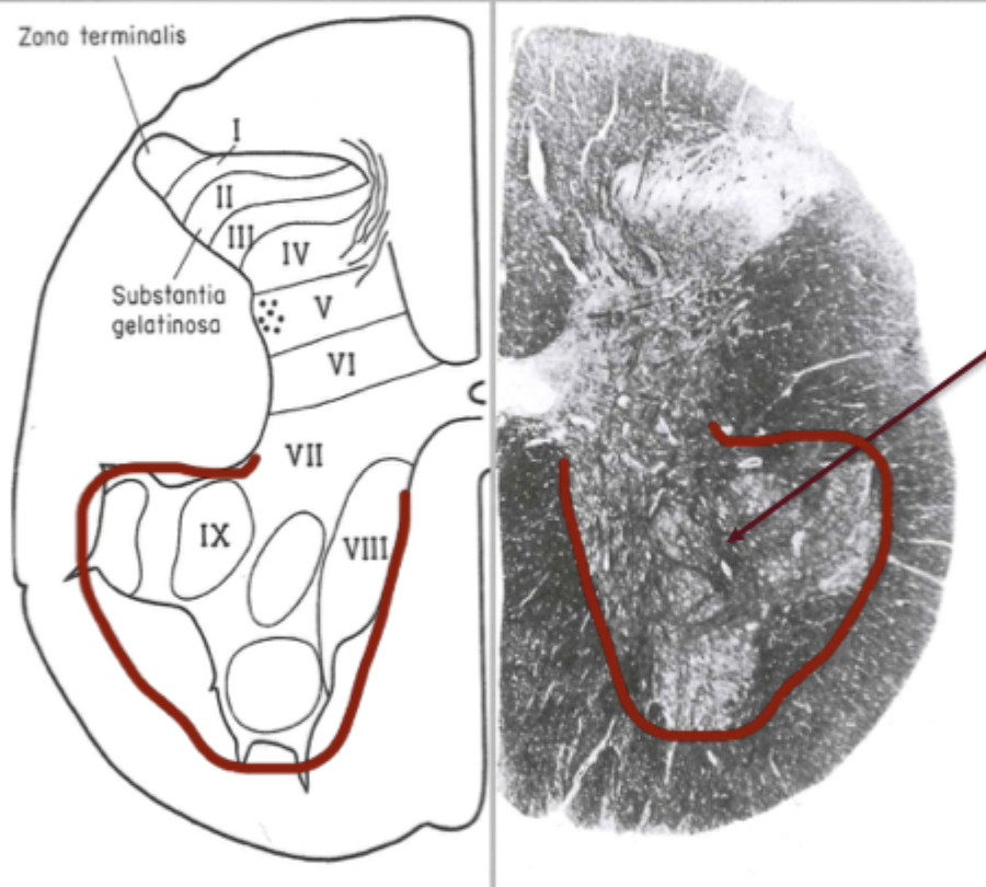 <p>What is the arrow pointing out?</p>