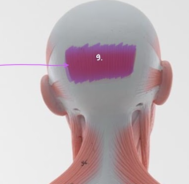 <p>Name the structure highlighted in PURPLE / #9</p>