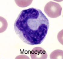 <p>Describe the morphology of a monocyte</p>
