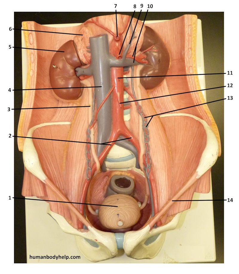 <p>Name the structure of the urinary system plaque for <strong>Label #5</strong></p>
