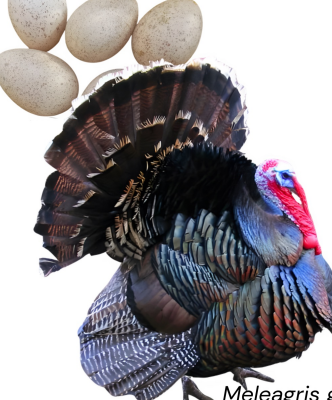 <ul><li><p>meat production</p></li><li><p> for layer type but not primarily for layer 70-120 eggs per year</p></li><li><p>16-20 kg at 16-20 weeks</p></li><li><p>USA</p></li><li><p>large size with broad breasts, rich bronze-colored feathers with black accents, fast growth rate, high quality meat, social birds, often used in commercial turkey production.</p></li></ul><p></p>