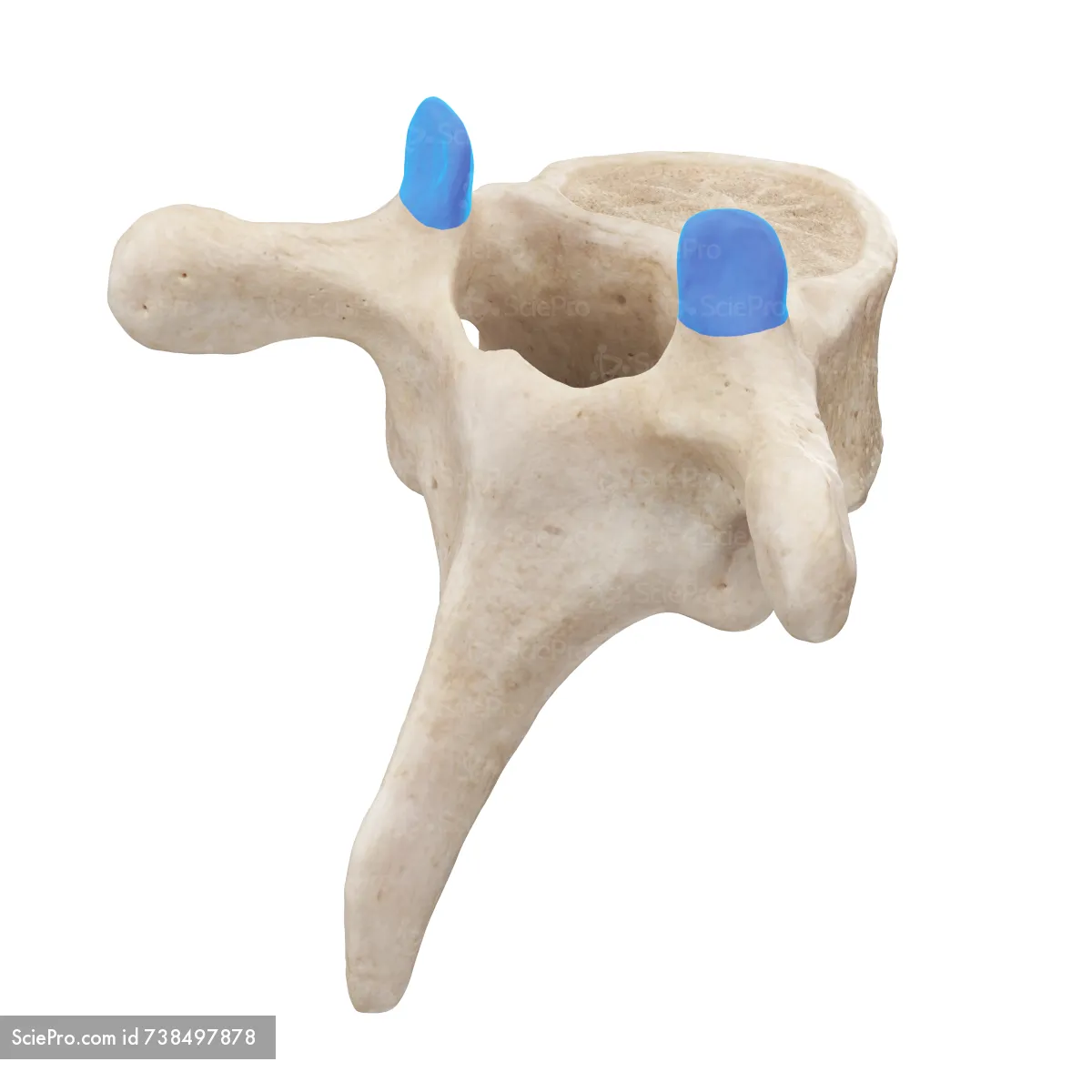 <p>What process of the vertebrae is this?</p>