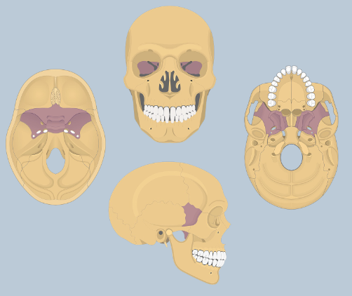 <p>sphenoid bone (looks like a butterfly)</p>