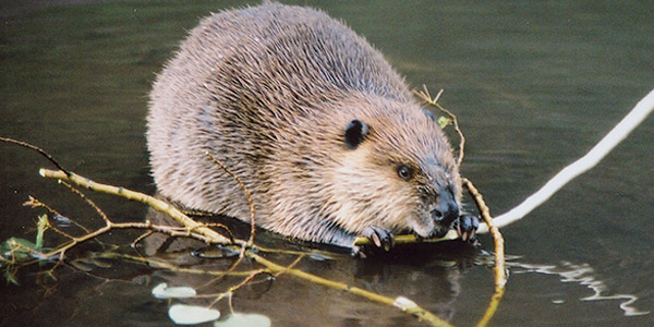 <p>American Beaver</p>