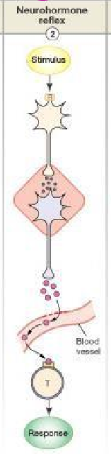 <ul><li><p>stores neurohormones from the hypothalamus (derived from neural tissue)</p></li><li><p>has a neural connection to the hypothalamus</p></li></ul><p></p>