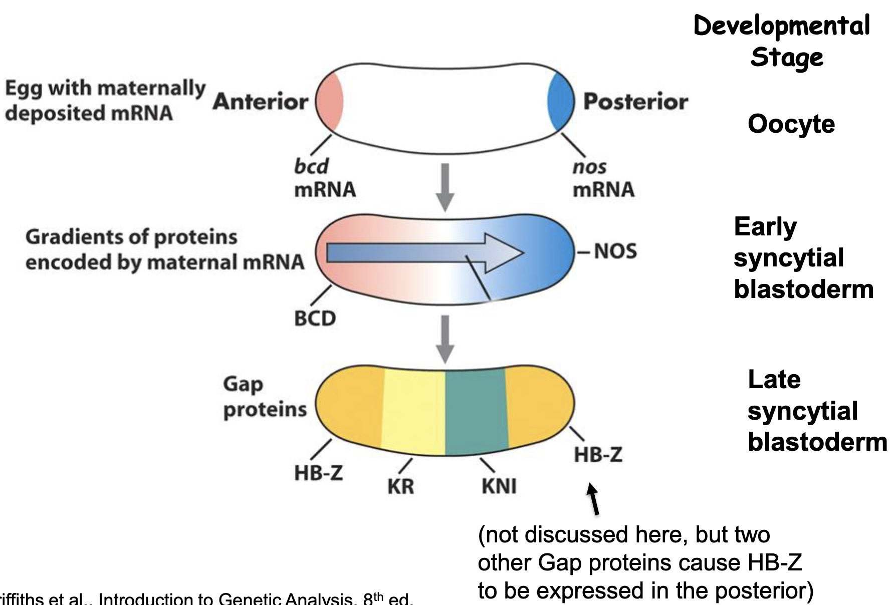 <ul><li><p>gap gene is transcribed in nuclei of a certain region within the syncytial blastoderm</p></li><li><p>the transcription patterns of the gap genes in the syncytial blastoderm are initially determined by activaition and/or repression by the maternal morphogens (transcription factors) bcd, hb-M, and cad</p></li><li><p>translation of the localized gap gene mRNA molecules results in a series of localized gap protein gradients</p></li></ul><p></p>