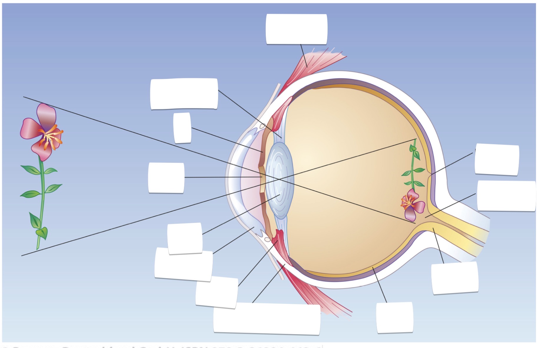 <p>Aufbau des menschliche Auge</p><p></p>