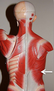 <p>Muscle, Action. Perform the action on your own body</p>