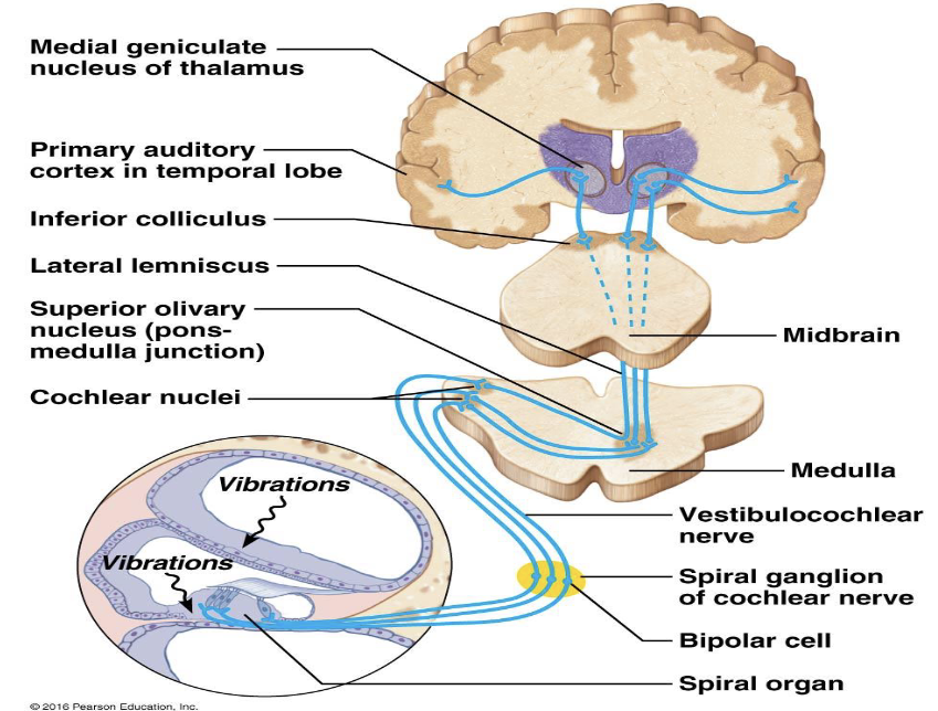 <p>XIV. Auditory Pathway</p><p>Where are sound signals processed?</p>