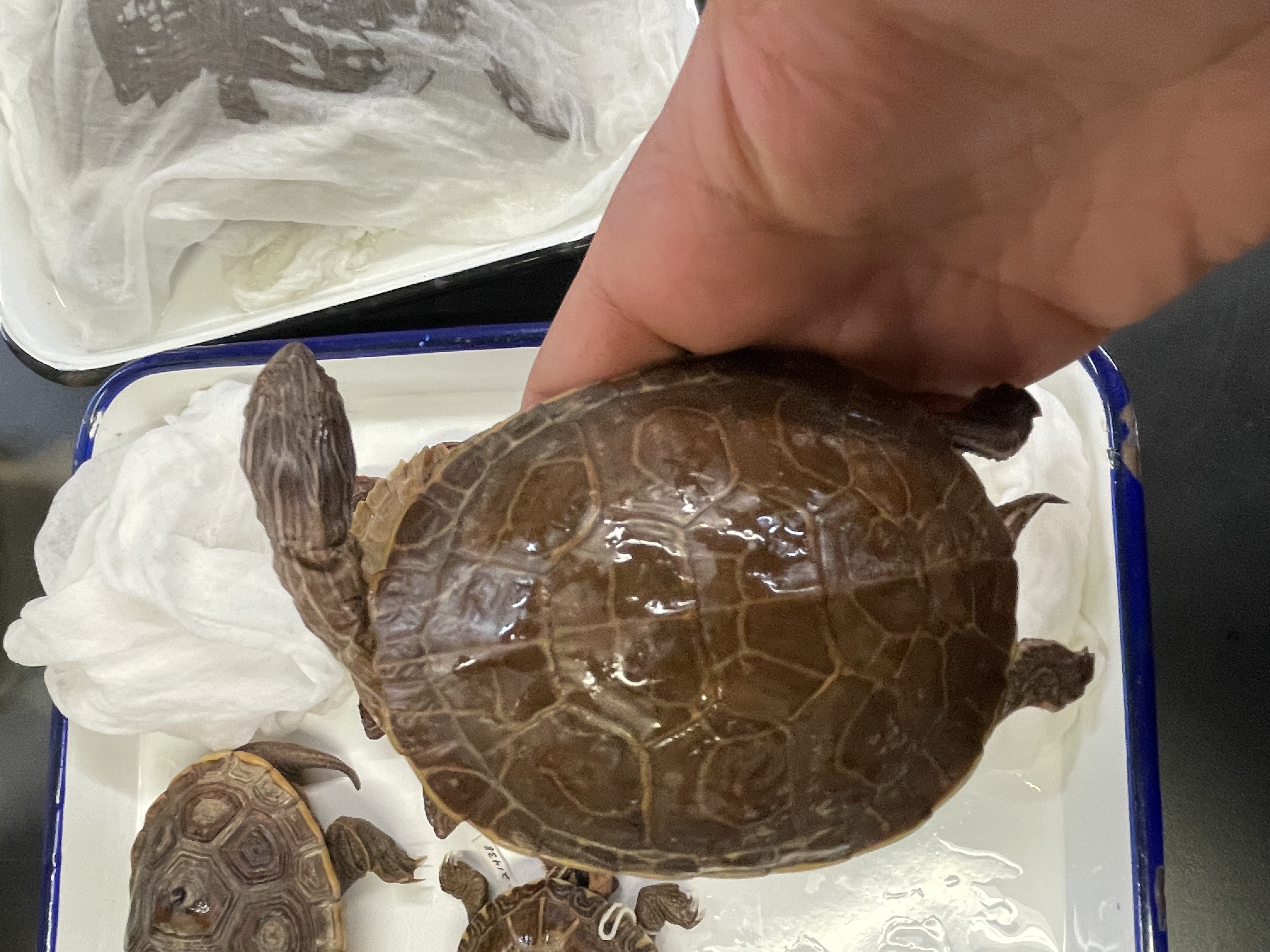 <p>Genus and species</p><p>Zebra bottom</p>