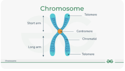 <p>2 identical chromatids, centrometre and dna molecule</p>