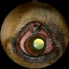 <p>What is a common benign neoplasm of the canine eyelid?</p>
