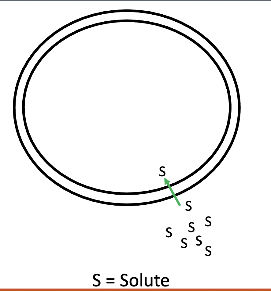 <p>this graph represents —, a passive transport type</p>