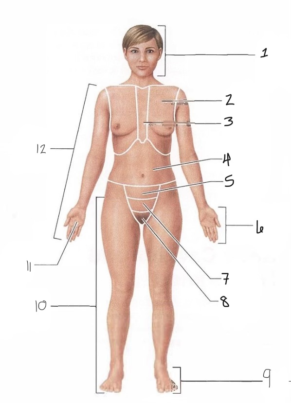 <p>11</p>