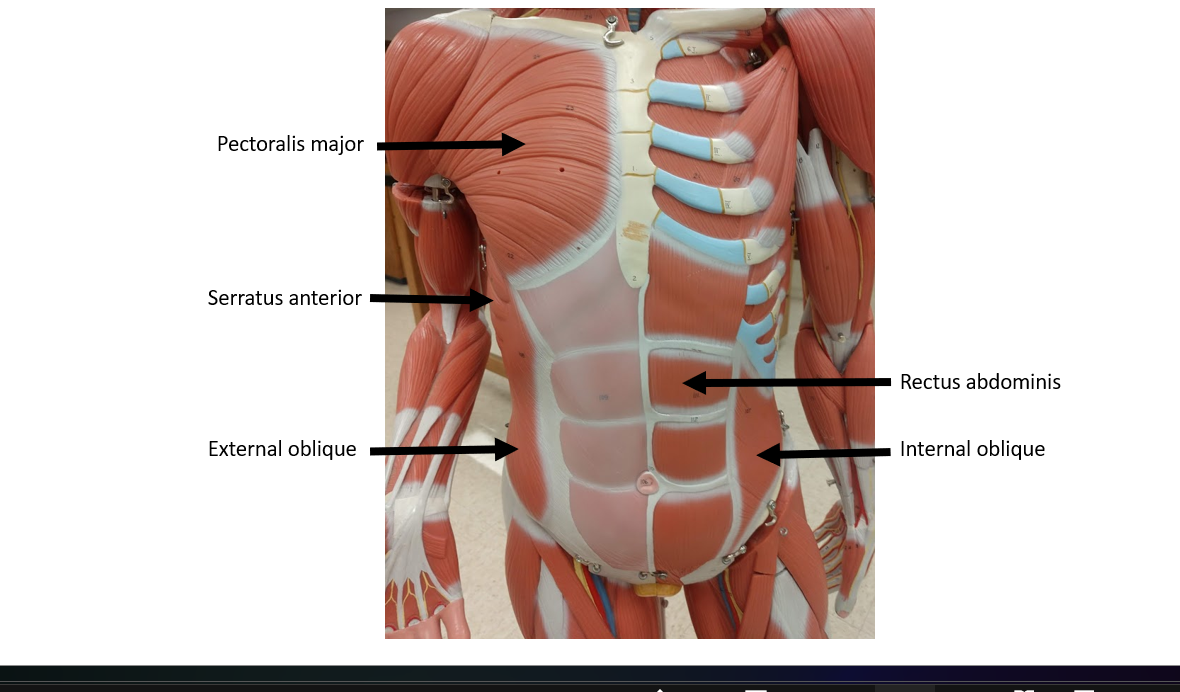 knowt flashcard image