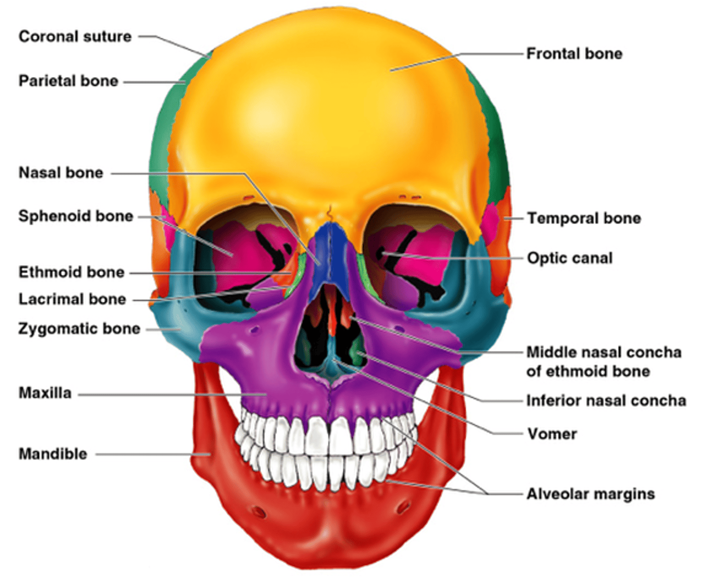 <p>bones of the face; lacrimal, mandibular, maxillary, nasal, vomer, and zygomatic</p>