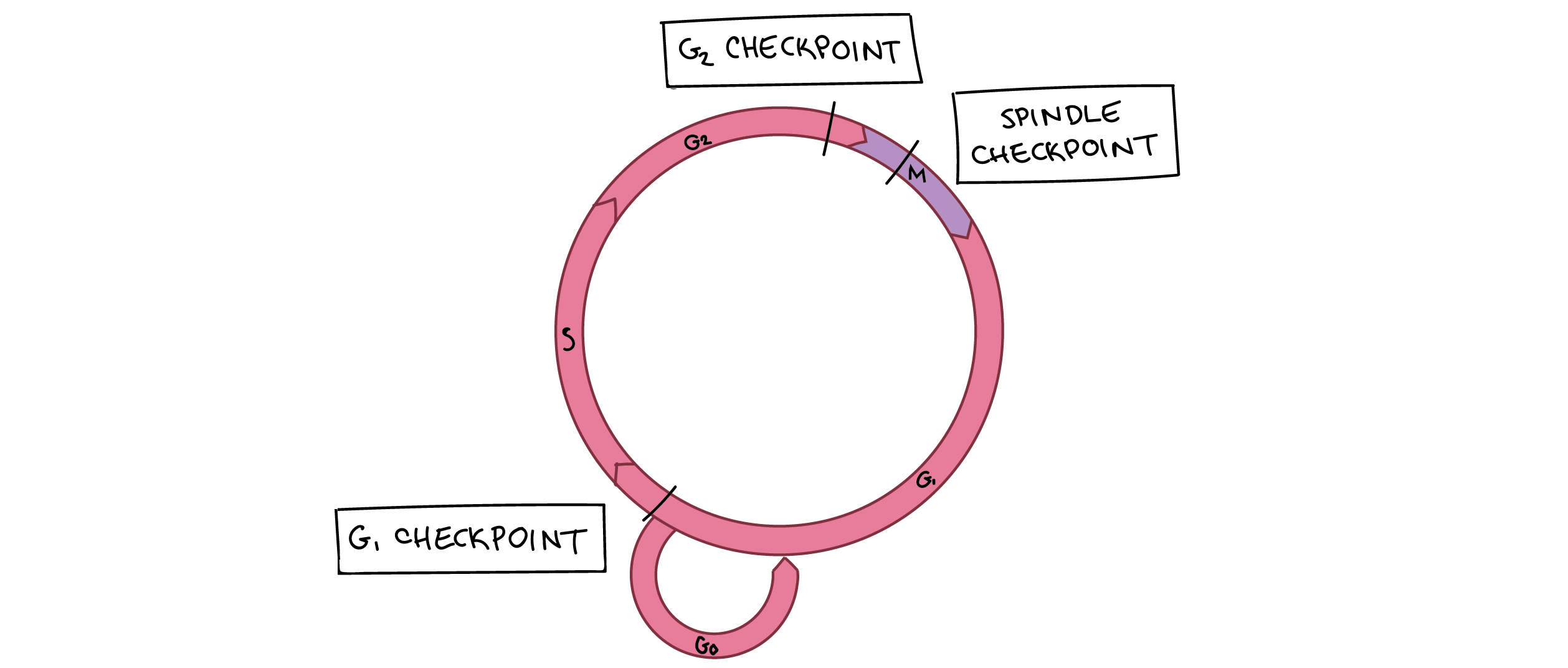 <p>Regulatory points throughout the cell cycle in which the cell decides whether to proceed with division</p><p>Cancer is caused by checkpoint failures</p>
