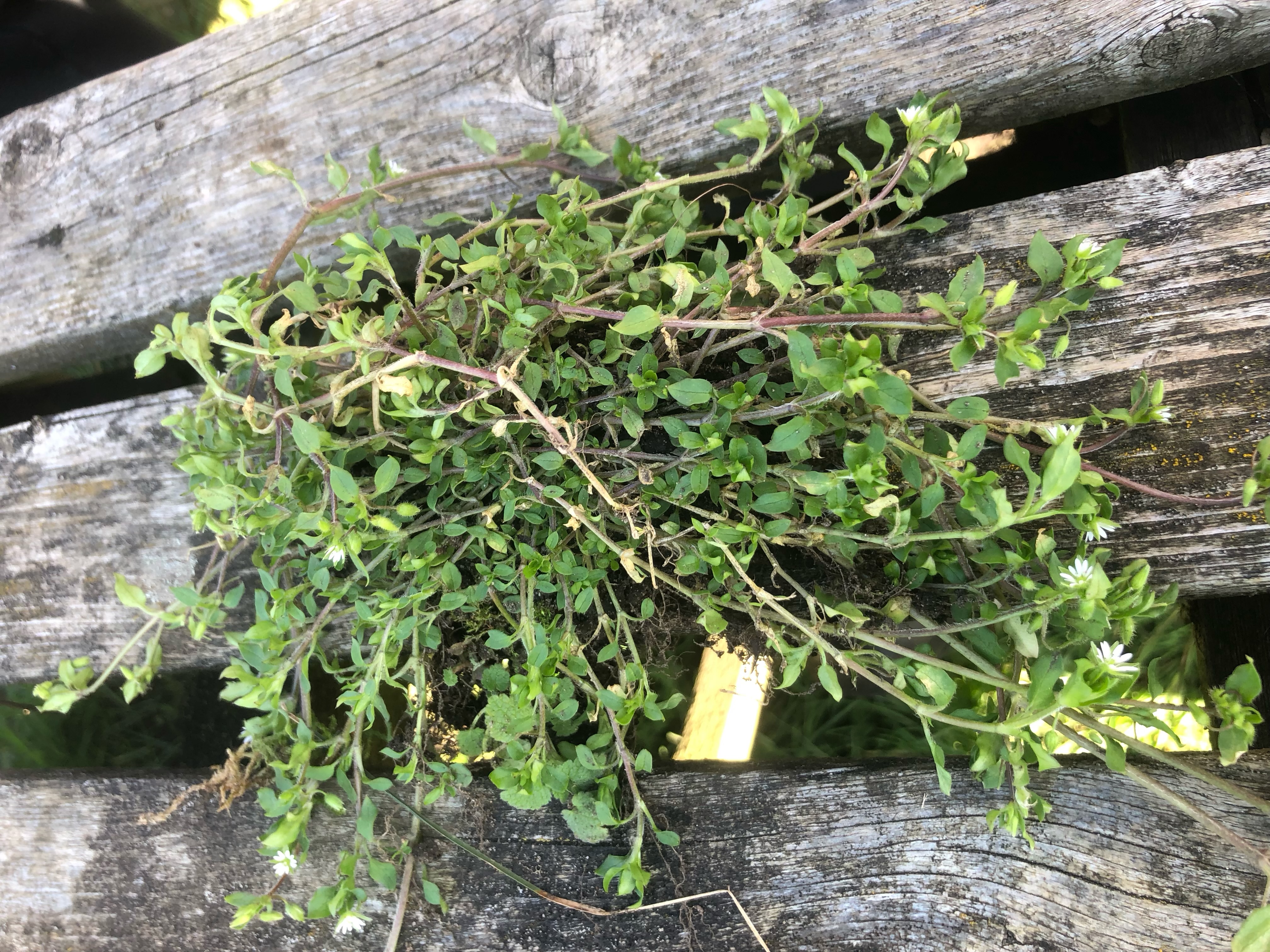 <p>Stellaria media height</p>