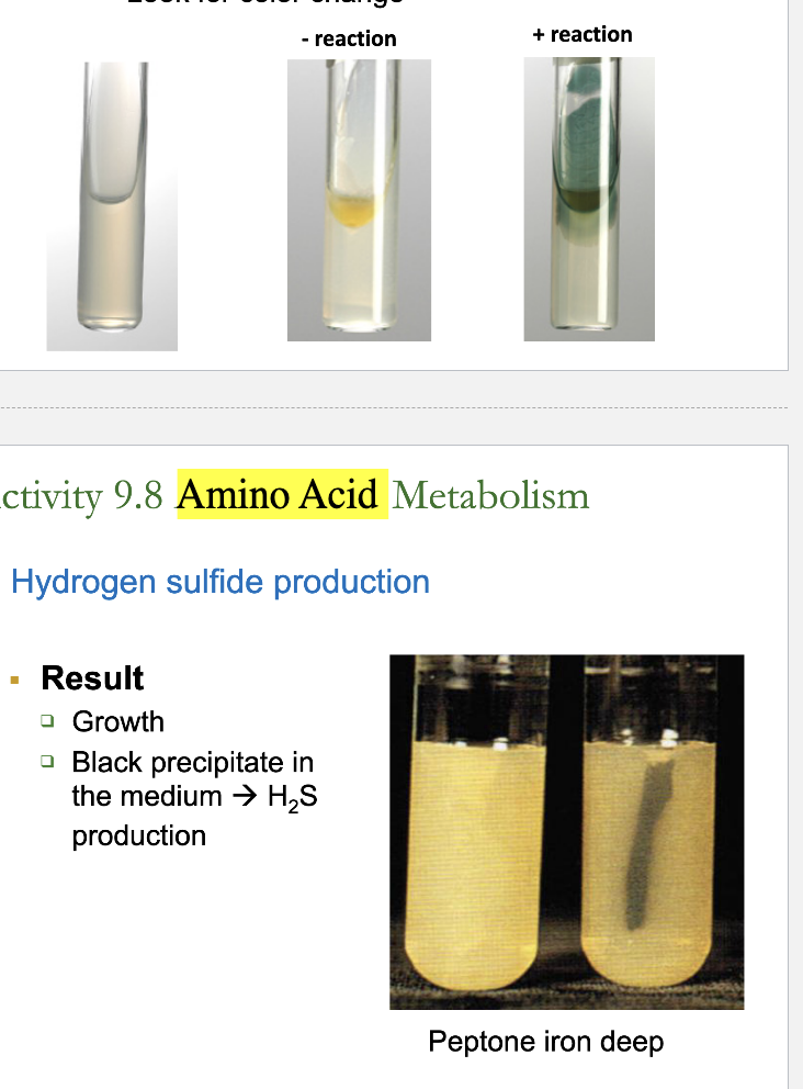 <p>Example <strong>positive</strong> bacteria Ion amino acid metabolims?</p>