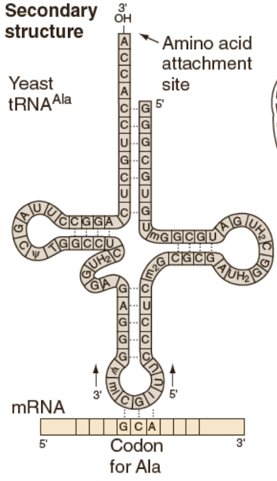 <p>-cloverleaf shape with 3 stem loops</p><p>-formed because of short complementary sequences within the tRNA</p>