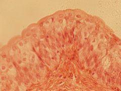 <p>identify the indicated tissue</p>