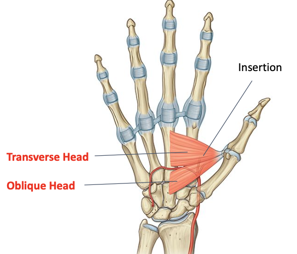 <p>Deep branch of ulnar nerve (C8-T1)<br>O: transervse head (lateral shaft of 3rd metacarpal) oblique (capitate and bases of 2nd a nd 3rd metacarpals)<br>I: base of proximal phalanx of thumb</p>