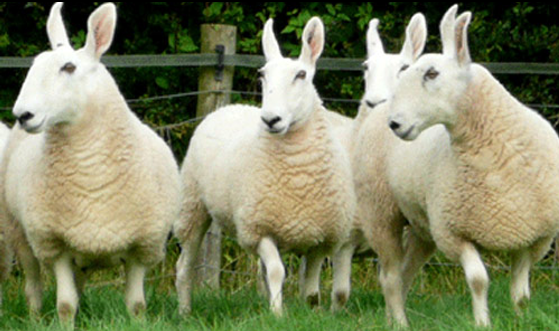 <p>benoem het schappenras op de afbeelding</p>