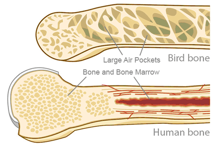 <ul><li><p><span>feathers (shared with extinct dinosaurs)</span></p></li><li><p><span>toothless bill (or beak)</span></p></li><li><p><span>pneumatized bones (contain air-filled cavities)</span></p></li><li><p><span>fused clavicles to form furcula</span></p></li><li><p><span>deeply keeled sternum</span></p></li><li><p><span>pygostyle (short tail bone)</span></p></li></ul><p></p>