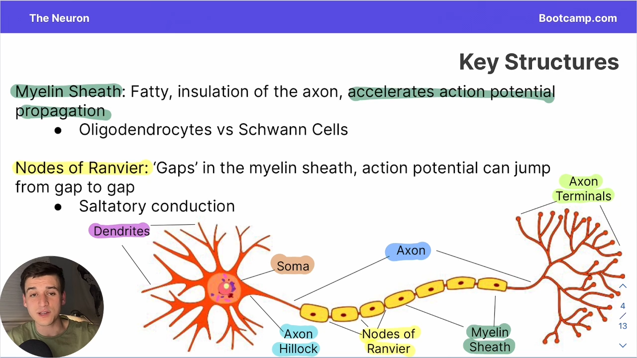 <p>gaps in the myelin sheath in whoch action potential can jump from gap to gap </p>