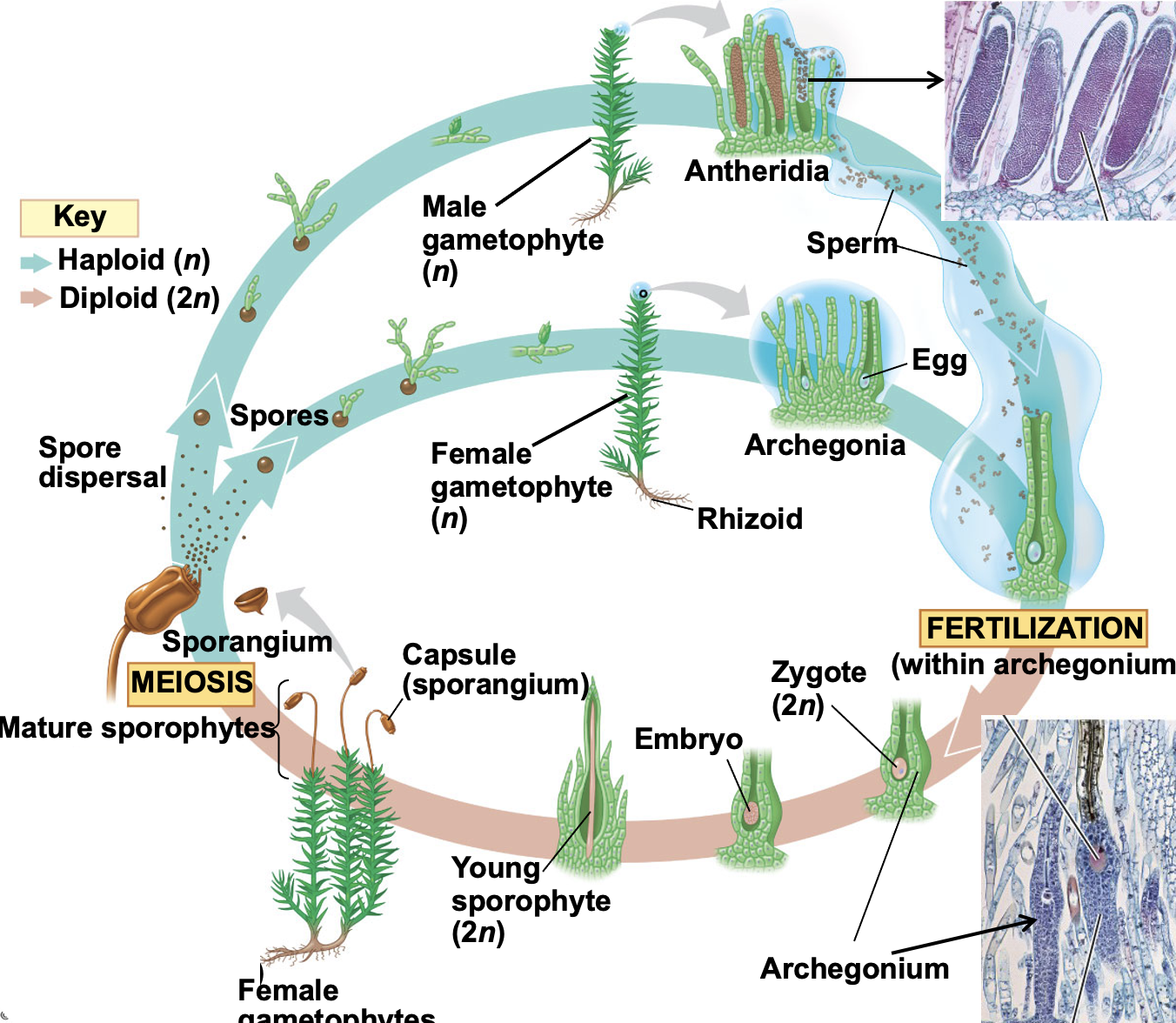 <p>Heterosporous. Water required for sperm to transport egg.</p>