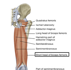 <p>innervation: common fibular nerve</p>